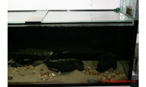 Schaubecken 900l